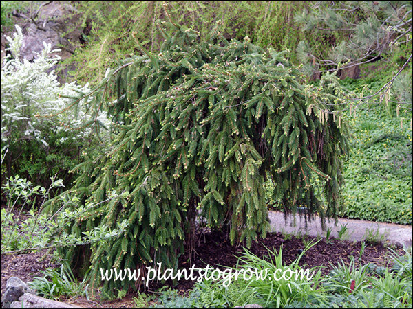 This plant was trained on a ploe to great the weeping habit.